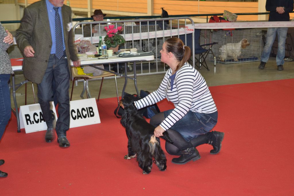 De La Légende D'Iloa - Expositions Canines